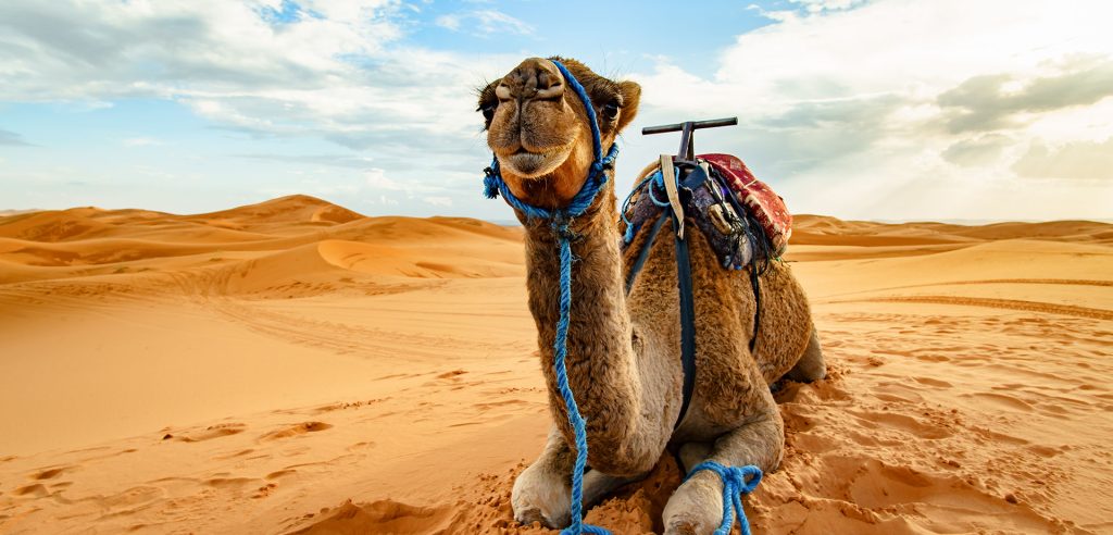 Πλήρης Γύρος Μαρόκου & Έρημος, 8 ημ